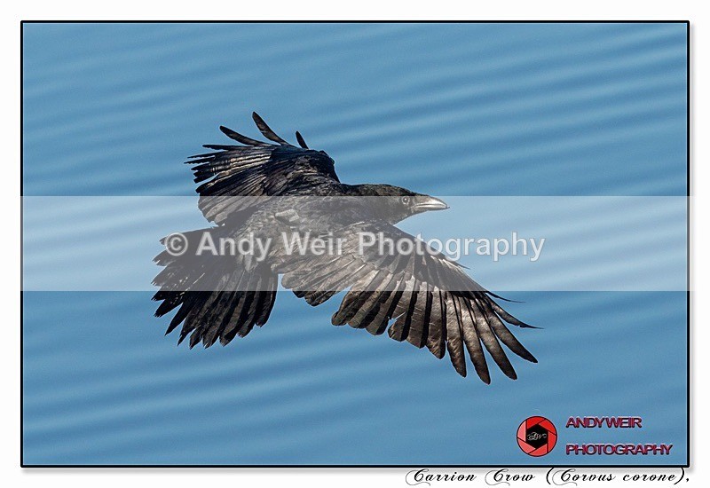 191129-7D-8E0A1264-Edit-Edit - Corvids