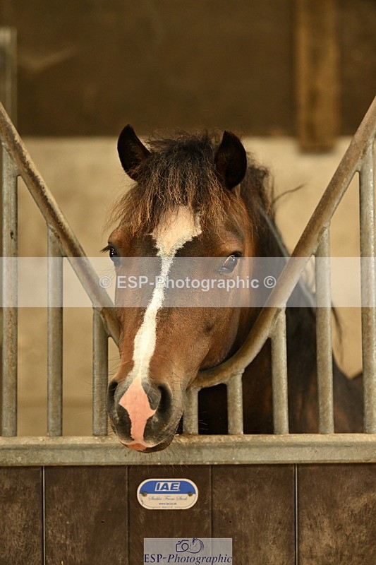 240809A-085035-00024 - Stable Shots