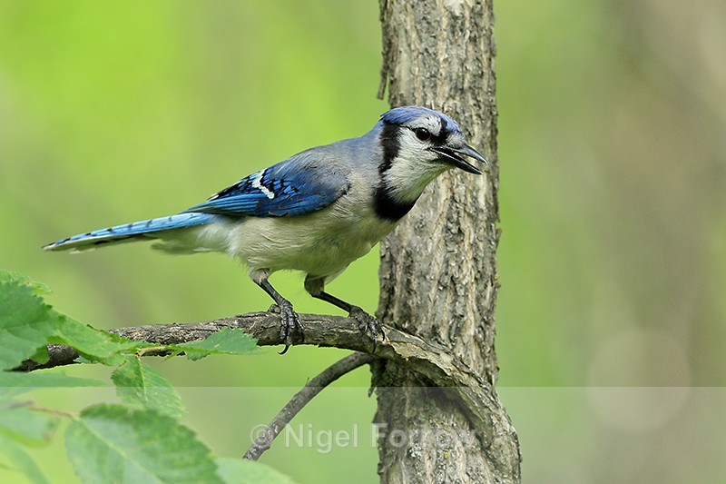 Blue Jay side view, Minnesota, USA - Blue Jay