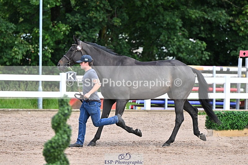 240718A-105253-01287 - Trot Up 12pm to 1pm