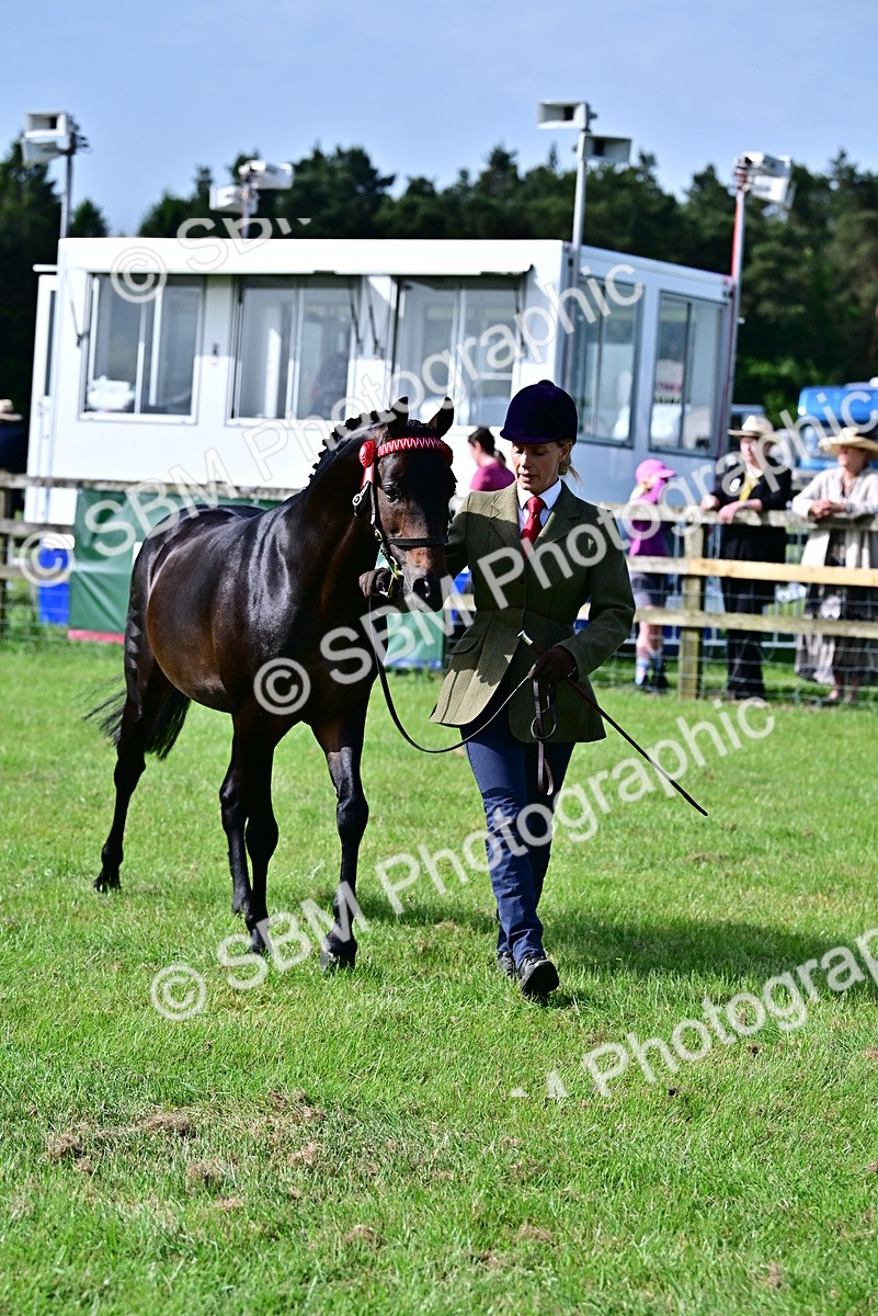 SBM_00999 - Class 46-49 - Arab and Part Bed-Anglo Arab In Hand