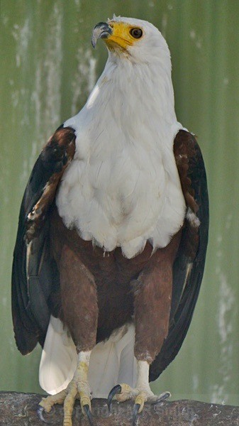 African Fish Eagle - BIRDS & INSECTS