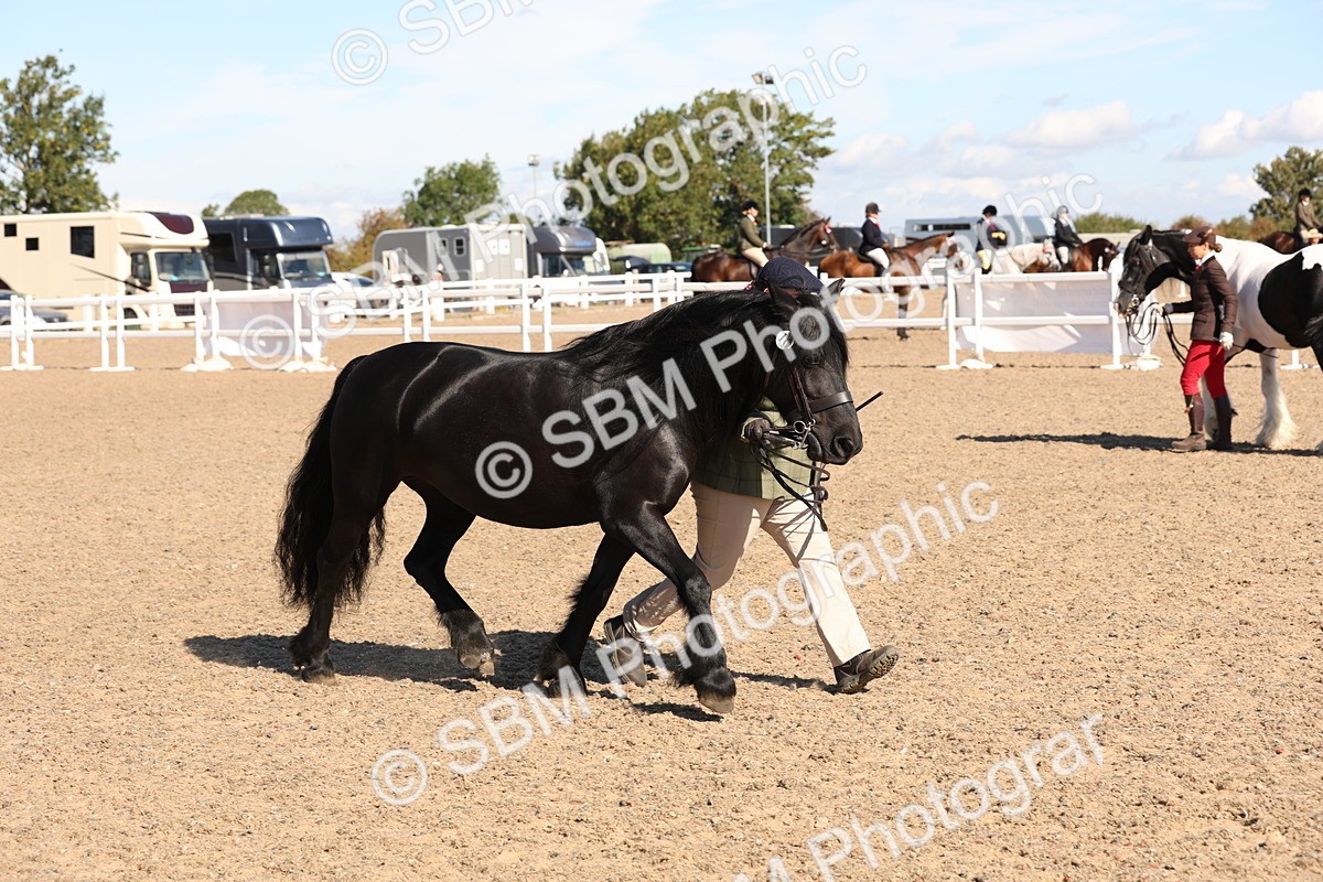 SBM_12948 - Class 206 - IH Non Show Type Pony