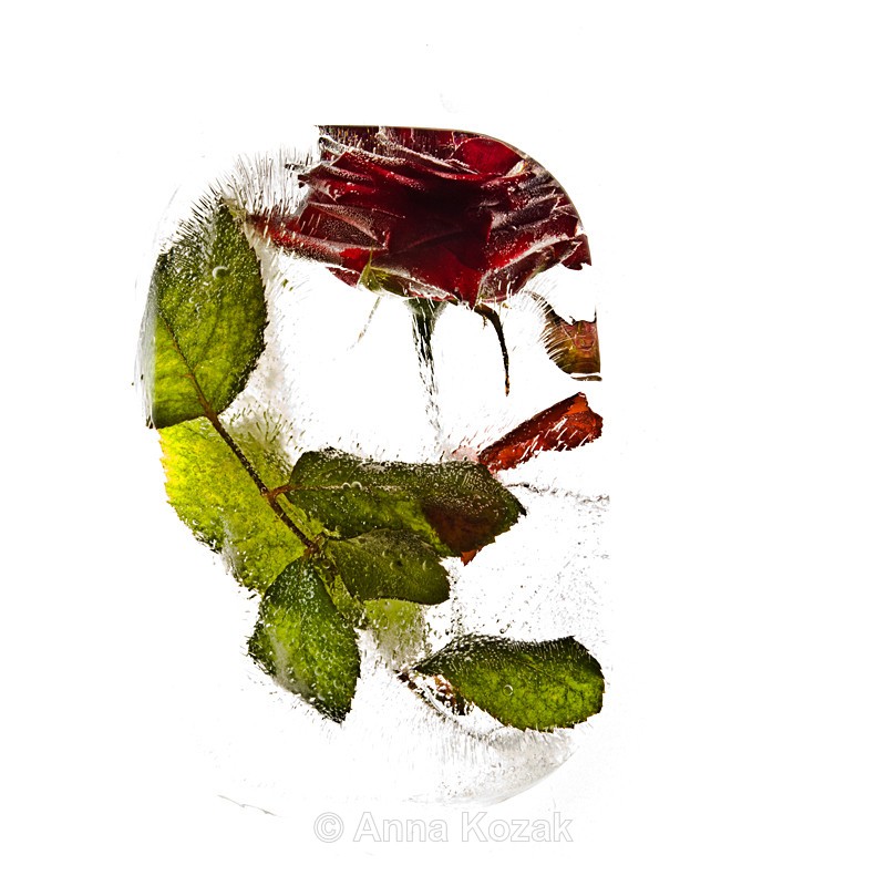 My love is like a red, red rose (in the icecube)... - Flowers