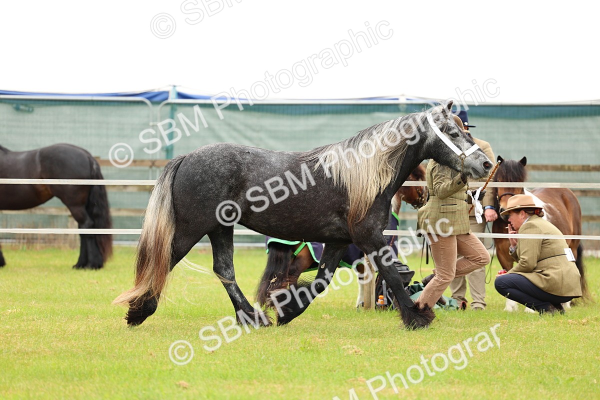 SBM_00394 - Class 58-67 - M&M Non Welsh Pony In hand