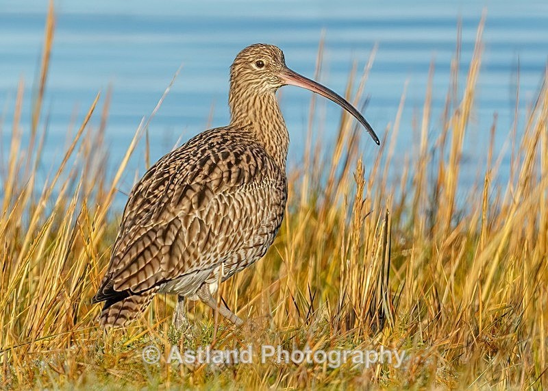 Astland Photography, Bird and Wildlife Images, Susan and Peter Wilson, U.K.