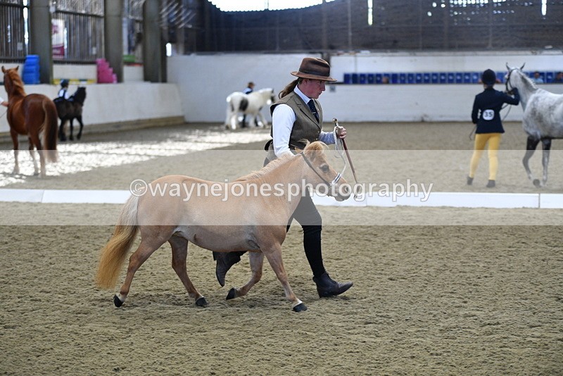 WJ5_3887 - Class 5 In Hand Veterans