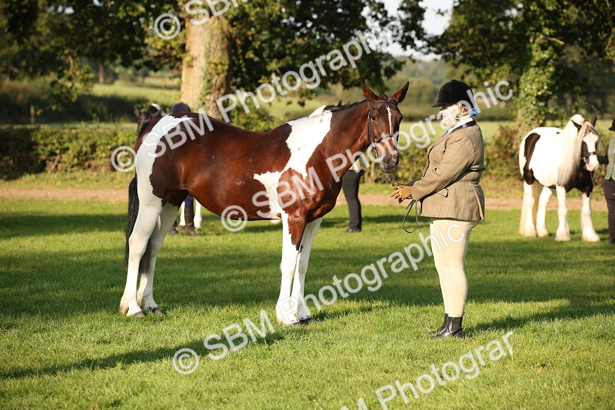 SBM_58756 - S51 - Piebald & Skewbald Horse In Hand