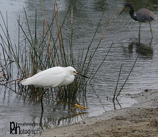 Ibis-870x750_0908 - Natural World Birds