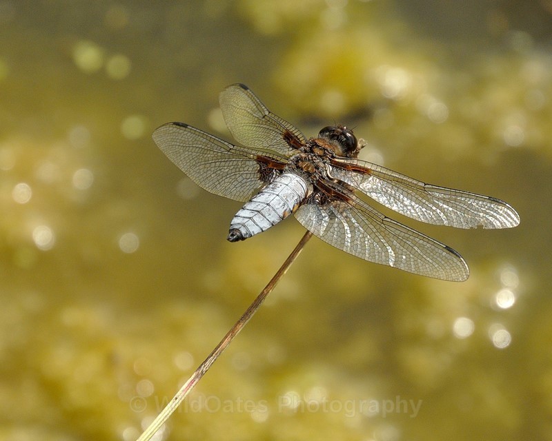 2013-06-25-13-32-42 NIKON 1 V1 110mm f56 1-1600 iso400_256 - Insects, Dragon Flies, Bugs and Plants