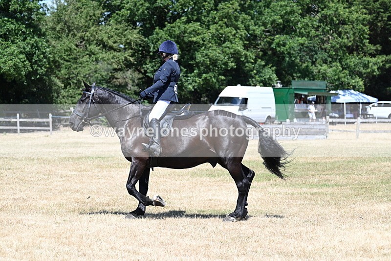 WJ7_2937 - Class 7 Riding Club Show Horse