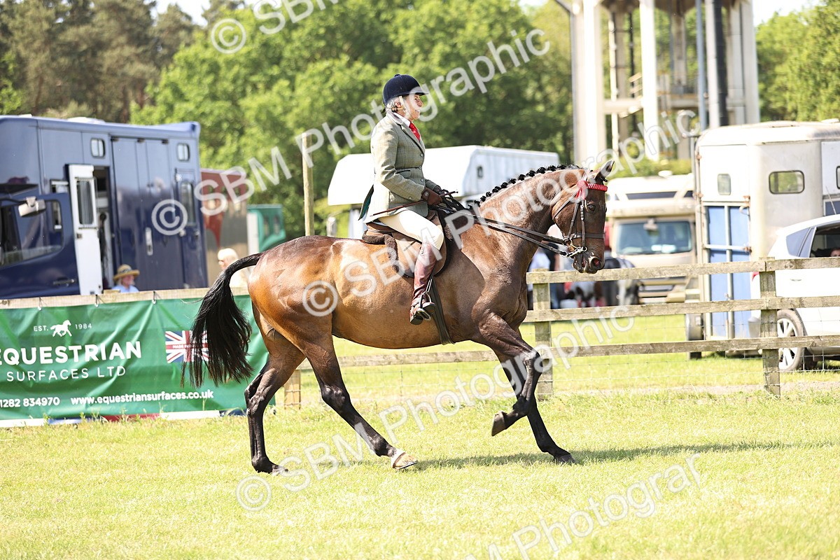 SBM_13051 - Class 75-76 LIHS BSHA Rising Star Hack Riding Horse