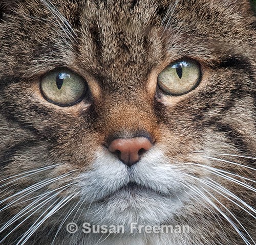 Scottish Wildcat