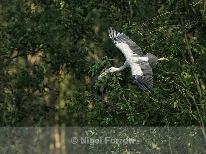 Asian Openbill banking, Gao Giong, Vietnam - Asian Openbill