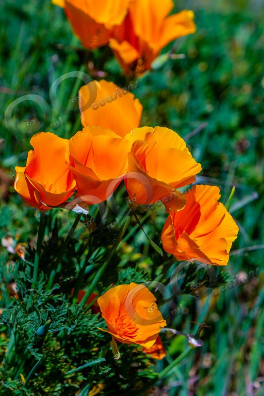 Californian poppy Eschscholzia californica-5517 - Plants and trees