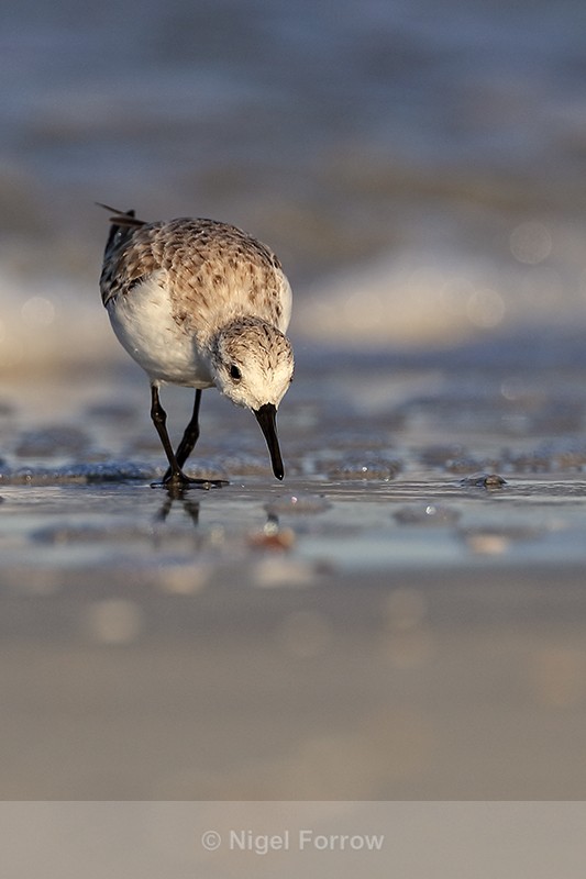 Sanderling looking for food front view, Fort De Soto, Florida - Sanderling