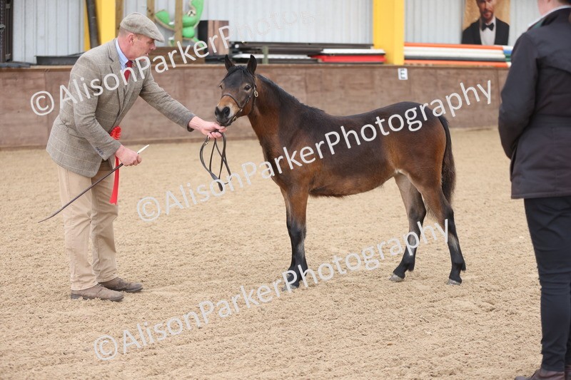 20251109-0486 - Class 17 - Foals