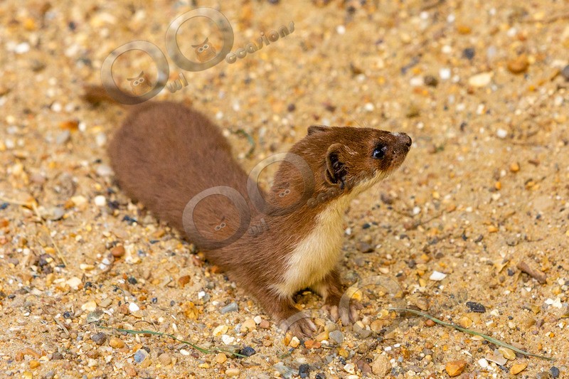 stoat Mustela erminea-1108 - UK Wildlife