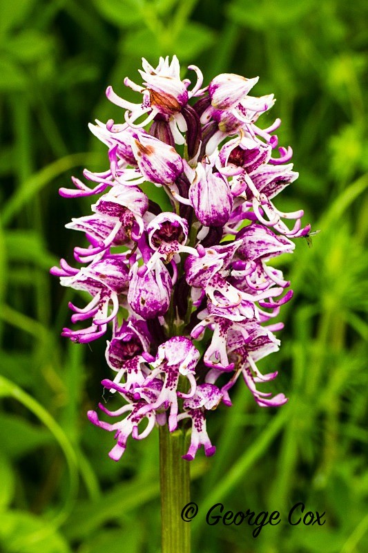 Monkey Orchid - Orchids