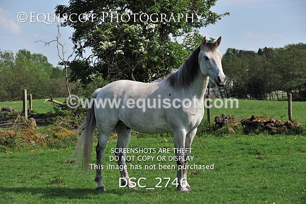 DSC_2746 - ARCHIVE REQUEST - Quincy and Guinness