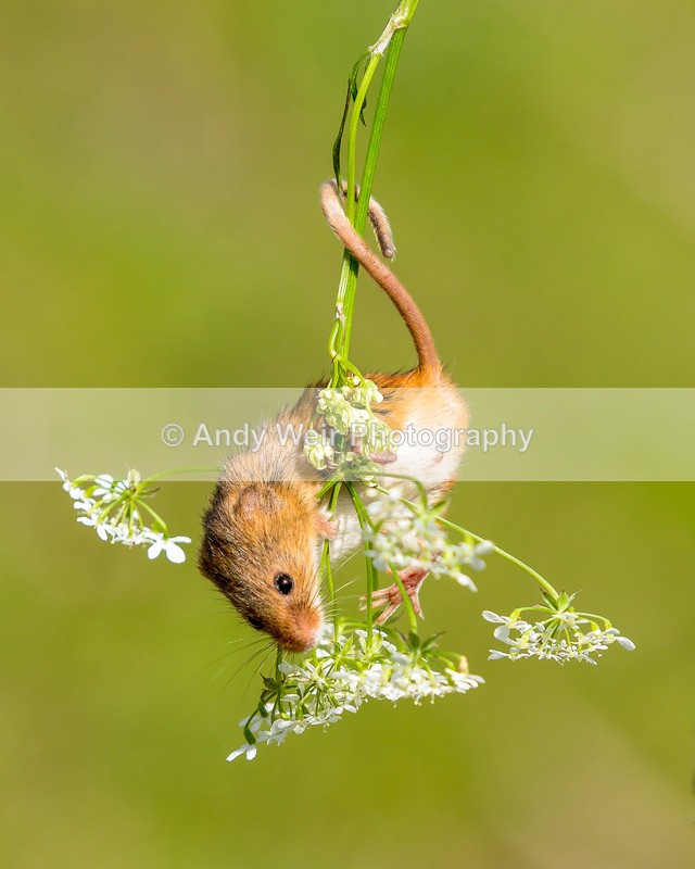 20160421-3K8A3518-4217 - Harvest Mouse