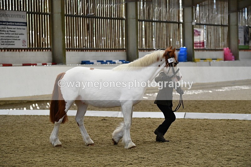 WJ5_5065 - Class 7 In hand coloured / odd coloured