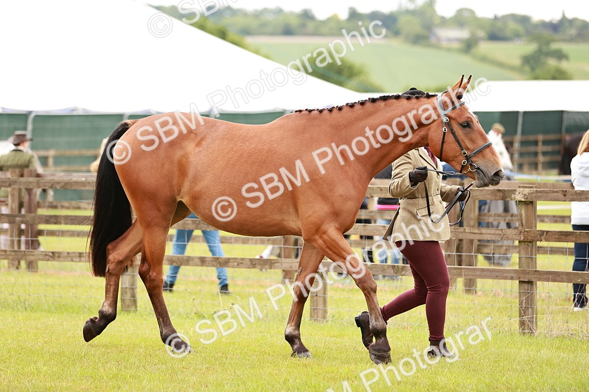 SBM_00741 - Class 26-30 Sport Horse In Hand
