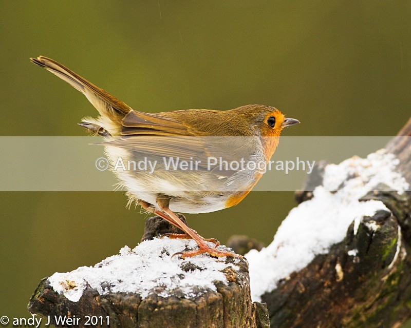 Robin-3845 - Robin