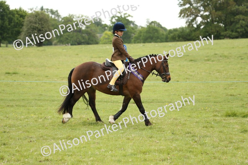 20250517-1233 - Class 21 - Novice Working Hunter