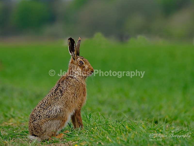 - Wildlife and Nature