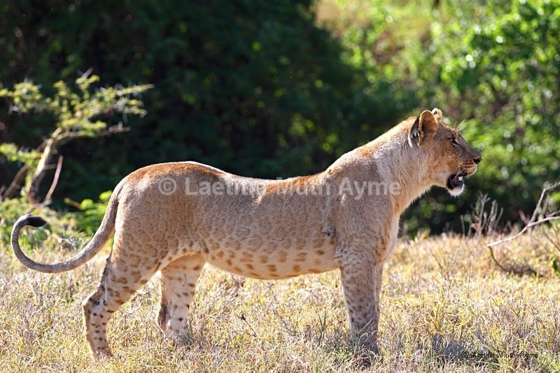 IMG_0939 Nakuru - Lions