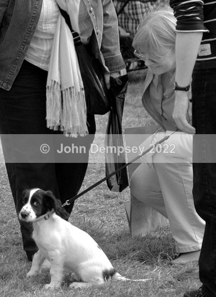 Glamis 4 - Walking the Dog