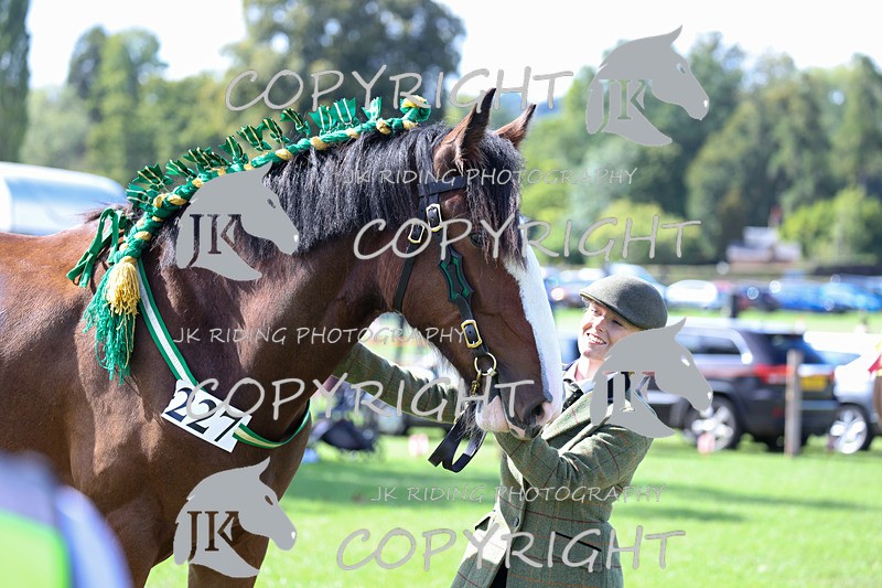 APP_3168 - Class 3 Youngstock