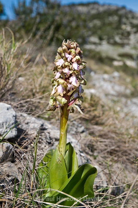  - Orchids - Various