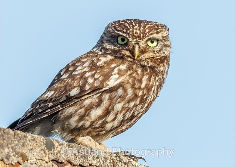 Little Owl - Latest Images