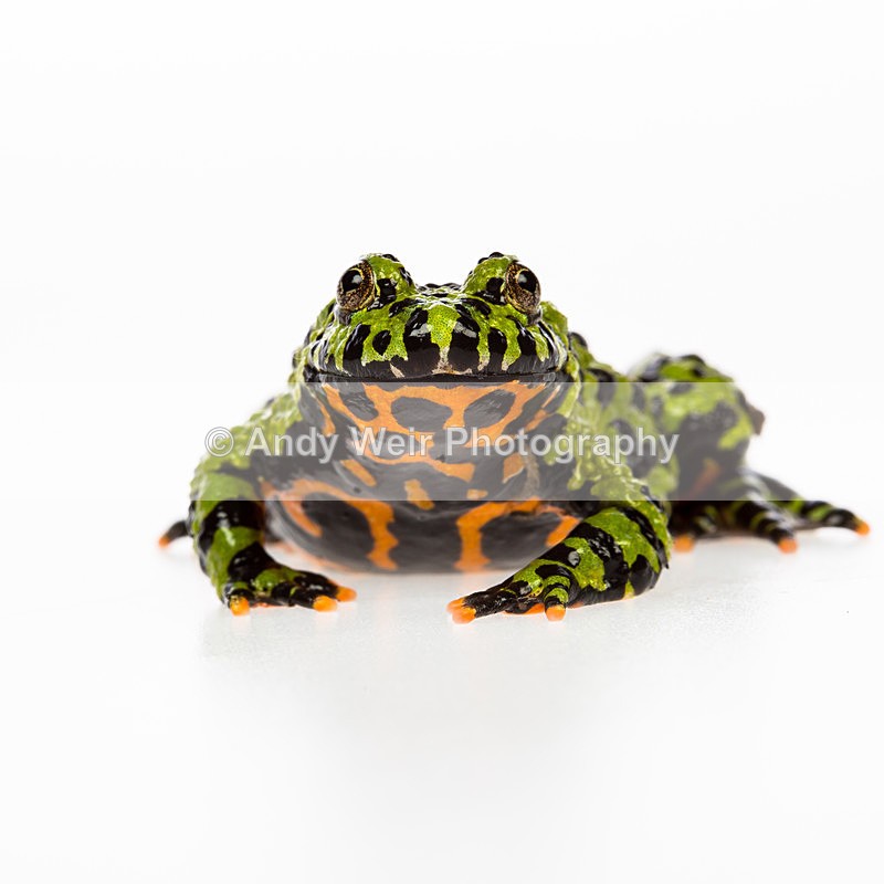 20140120-3K8A8350 - Frogs & Toads