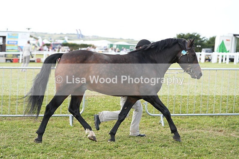 DSC05697 - Class 51: NPS M&M 4 years and over Large Breeds