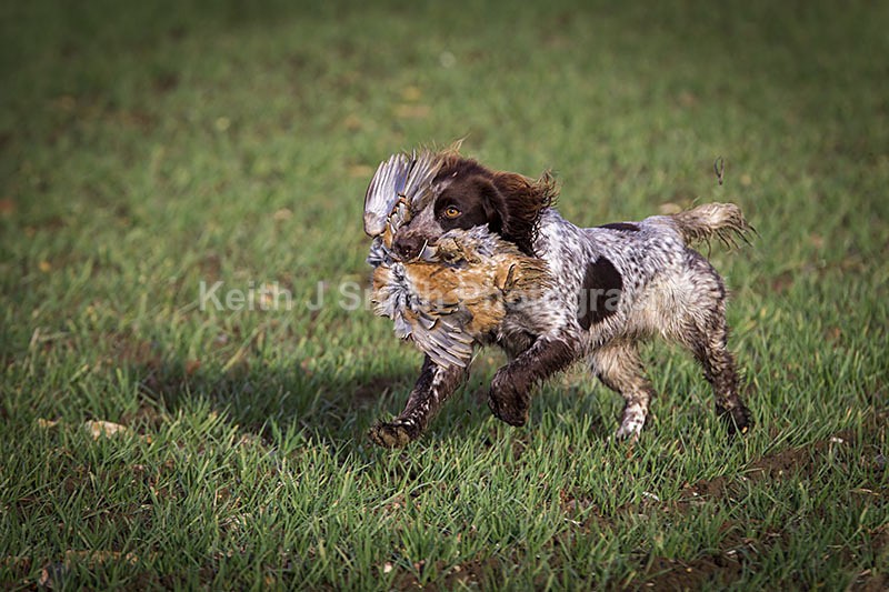 6KJS4097 - Working Dogs