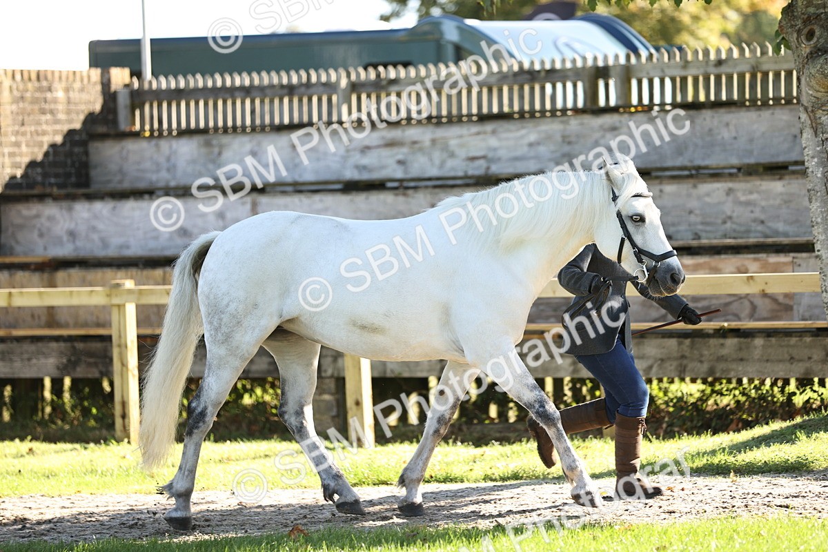 SBM_15876 - S1 - TSR in Hand Horse & Pony Showing