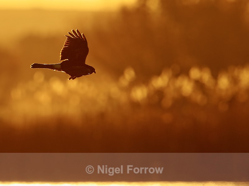 Northern Harrier hunting at dawn, Bosque del Apache, New Mexico - Northern Harrier