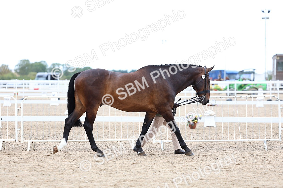 SBM_05681 - Class 28 - IH Veteran Horse