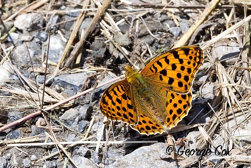 queen of spain fritillary pyrenees