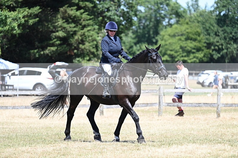 WJ7_2951 - Class 7 Riding Club Show Horse