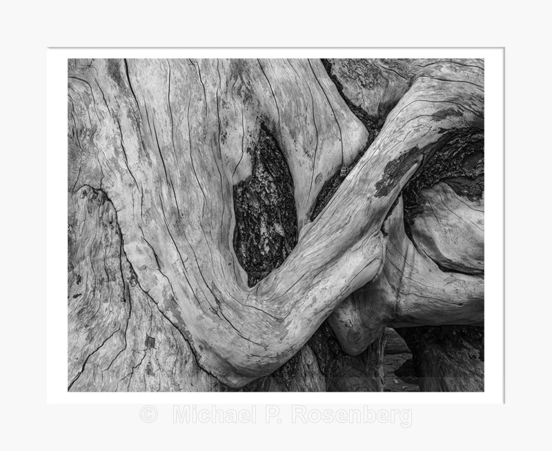 Driftwood Form 42, Rialto Beach, WA (2014/D00642) - CALIFORNIA, OREGON, AND WASHINGTON STATES