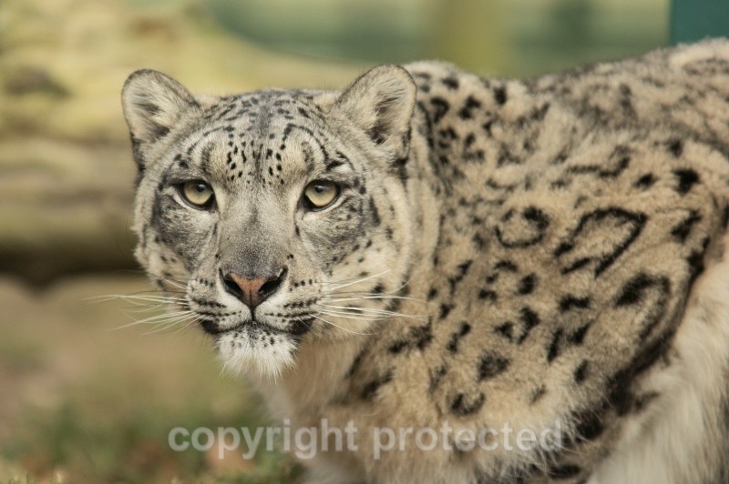Mizi, the female snow leopard at WHF