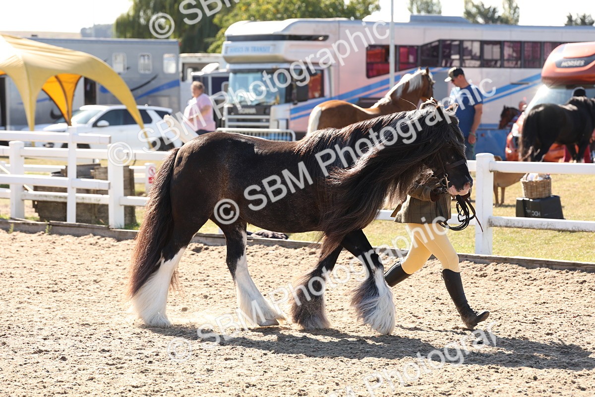 SBM_12885 - Class 206 - IH Non Show Type Pony