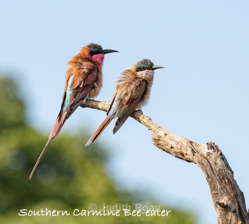  - South Africa Birds and Mammals