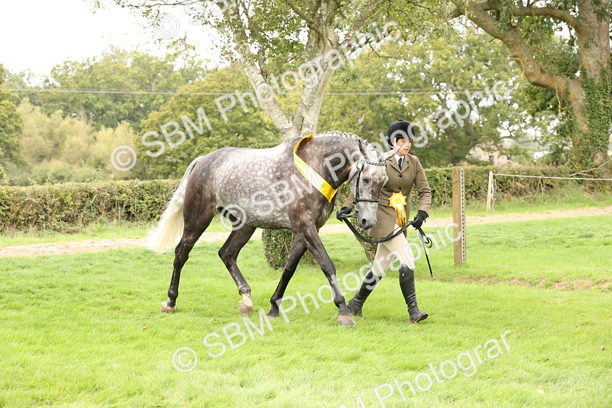 SBM_60855 - In Hand Horse Supreme Championship