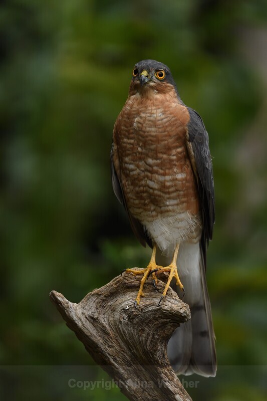Sparrowhawk - Birds