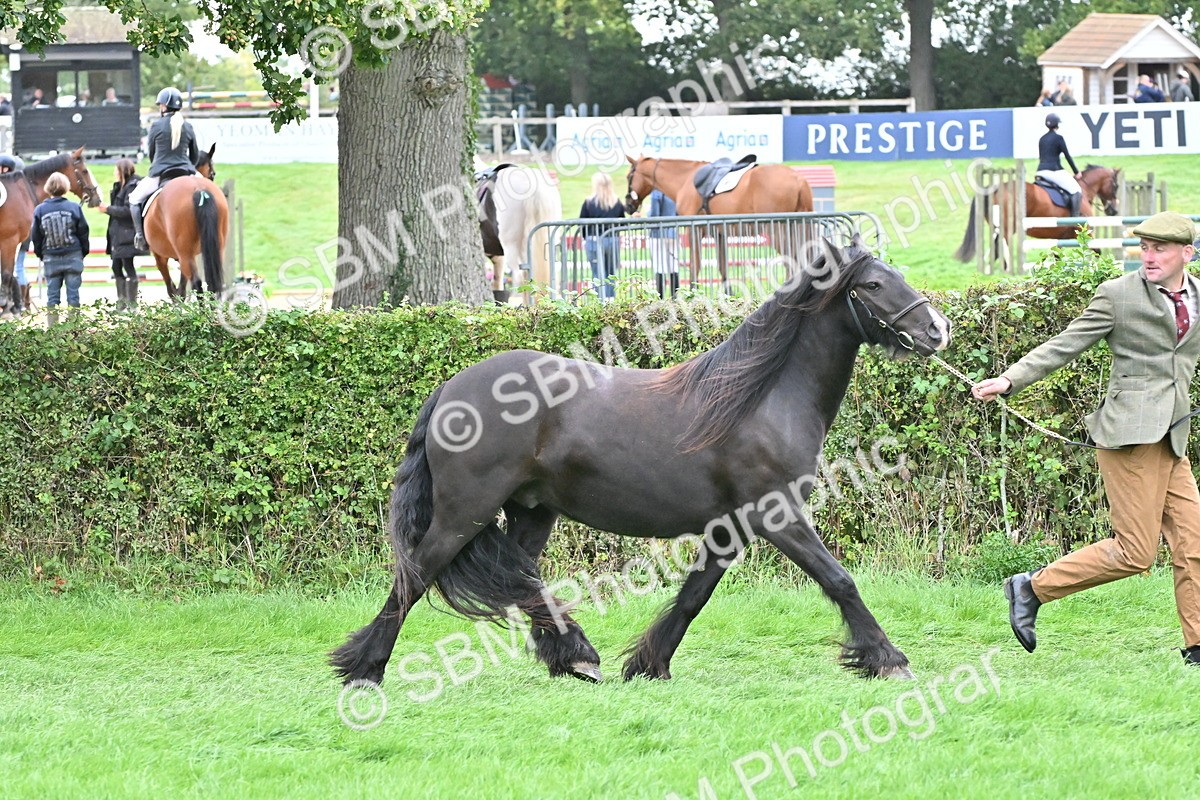 SBM_58147 - S47 - Mini Show Cob In Hand